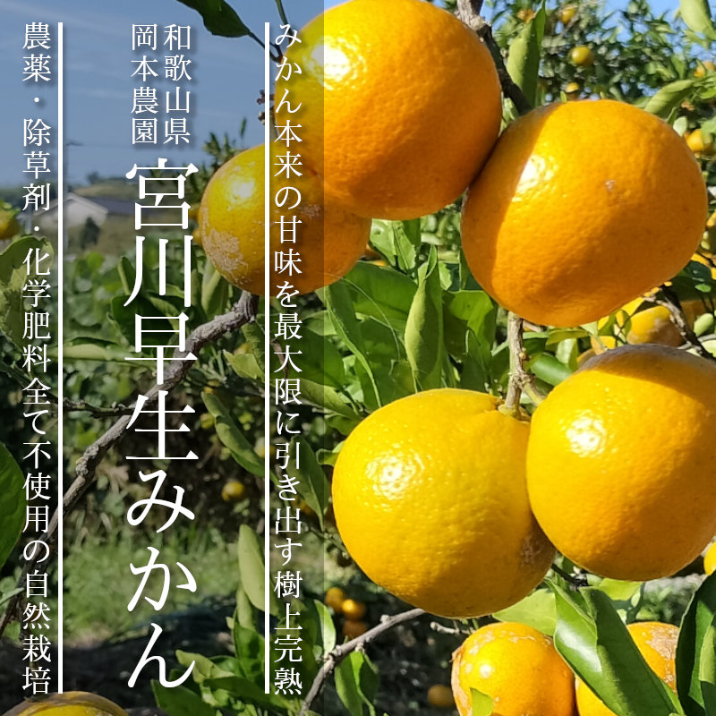 酵素玄米と自然食の店 たまな商店 大正時代から続く古い品種ながら今も