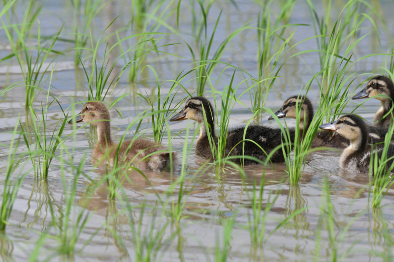 酵素玄米と自然食の店 たまな商店 長野県産 ササシグレ これぞ