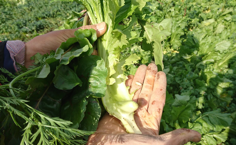 長崎県雲仙産 無農薬野菜セット おまかせ6品目 | たまな商店たまな商店