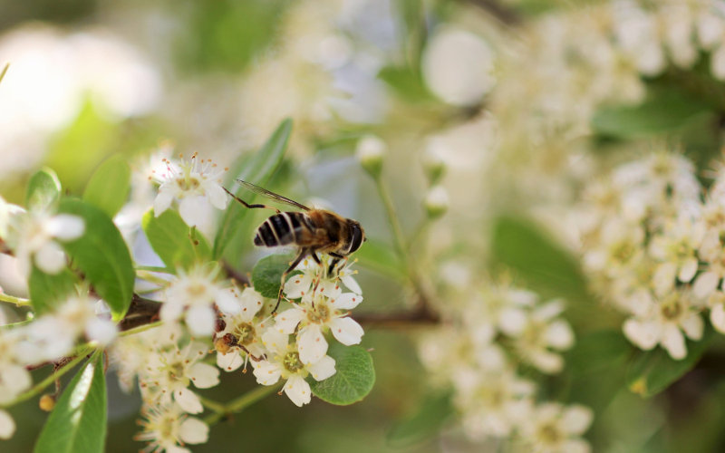 熊野はちみつ花の蜜を集めるニホンミツバチ