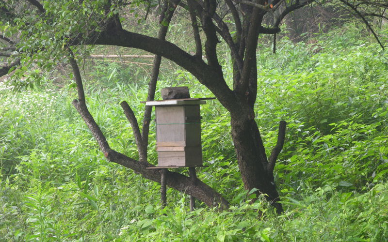 日本蜜蜂の巣箱待ち箱