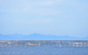 有明海は日本一の海苔養殖を誇ります
