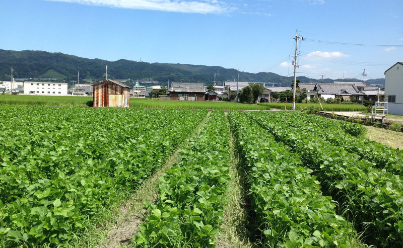 久保さんの大豆畑