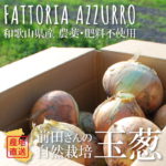 FATTORIA AZZURRO 前田さんの自然栽培玉ねぎ