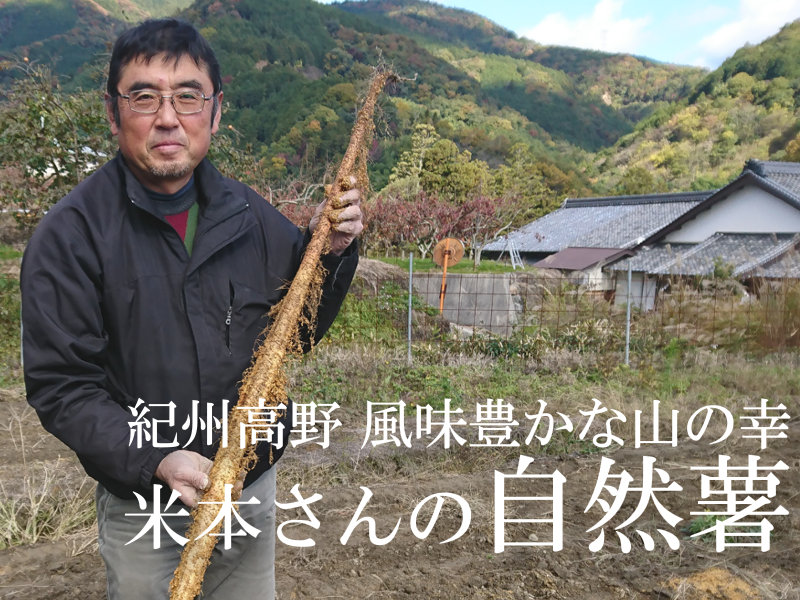 通販 産地直送 お取り寄せ 紀州高野 和歌山県産 米本さんの自然薯 贈答用にも家庭用にもおすすめ たまな商店