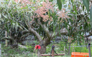 樹齢50年のマンゴーの超古木
