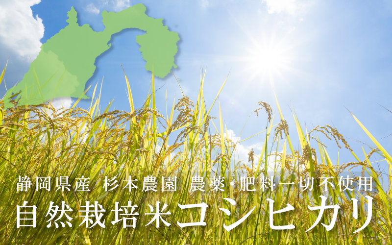 通販　お取り寄せ　静岡県産コシヒカリ　田んぼの生態系を守り極力手を加えずに育てた杉本さんの自然栽培米　たまな商店たまな商店