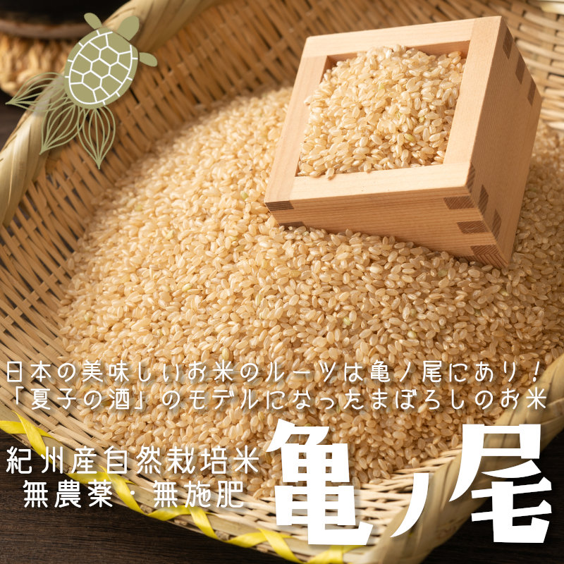 紀州産自然栽培米まぼろしのお米亀ノ尾