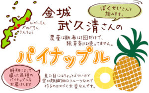 沖縄県産ぼくせいさんのパイナップル受付開始