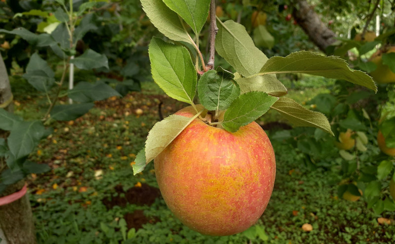 葉とらずのリンゴ
