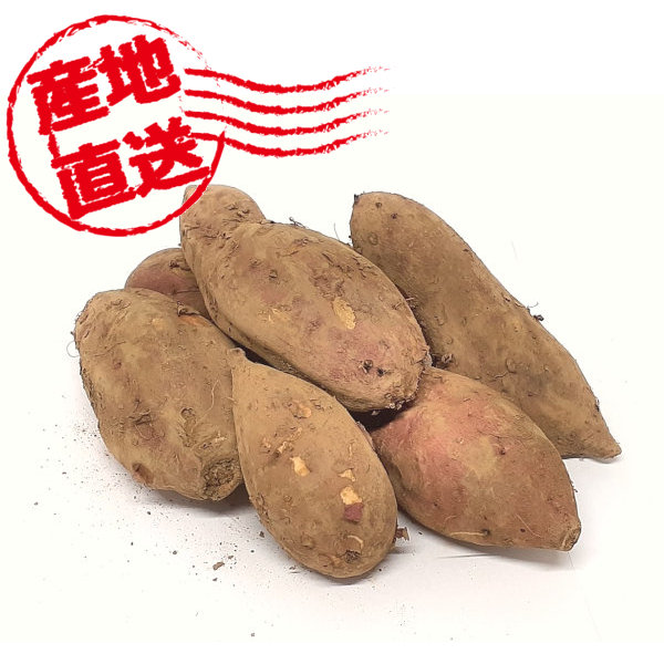 佐賀県産 山口さんの自然栽培土付き安納芋