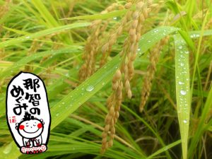 那智のめぐみは弱アルカリ性のピロール米