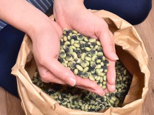 鞍掛豆の模様