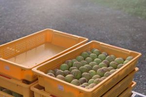 朝採りのいちじく
