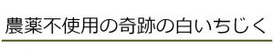 農薬不使用の奇跡の白いちじく