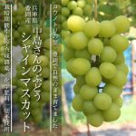 中島さんのぶどう受付開始