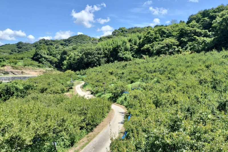 紀州高田果園