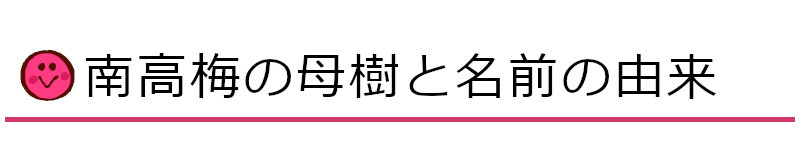 南高梅の母樹と名前の由来