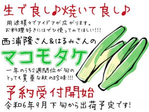 マコモタケ受付開始