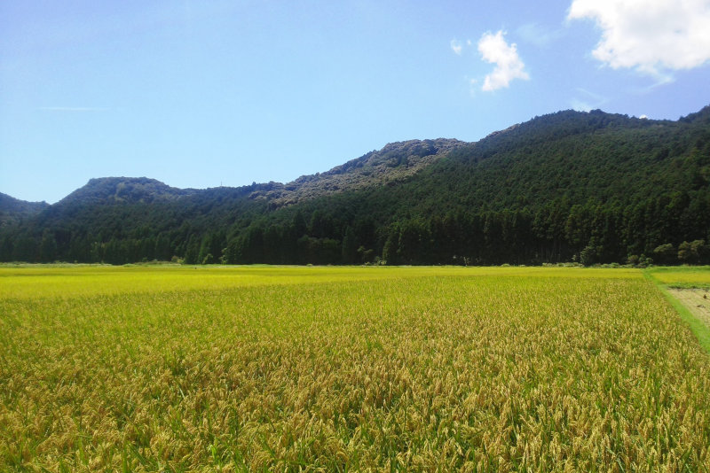 那智のめぐみ田んぼの実り