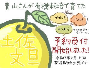 土佐文旦2025