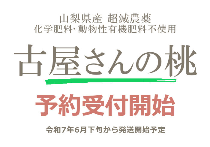 古屋さんの桃2025受付開始